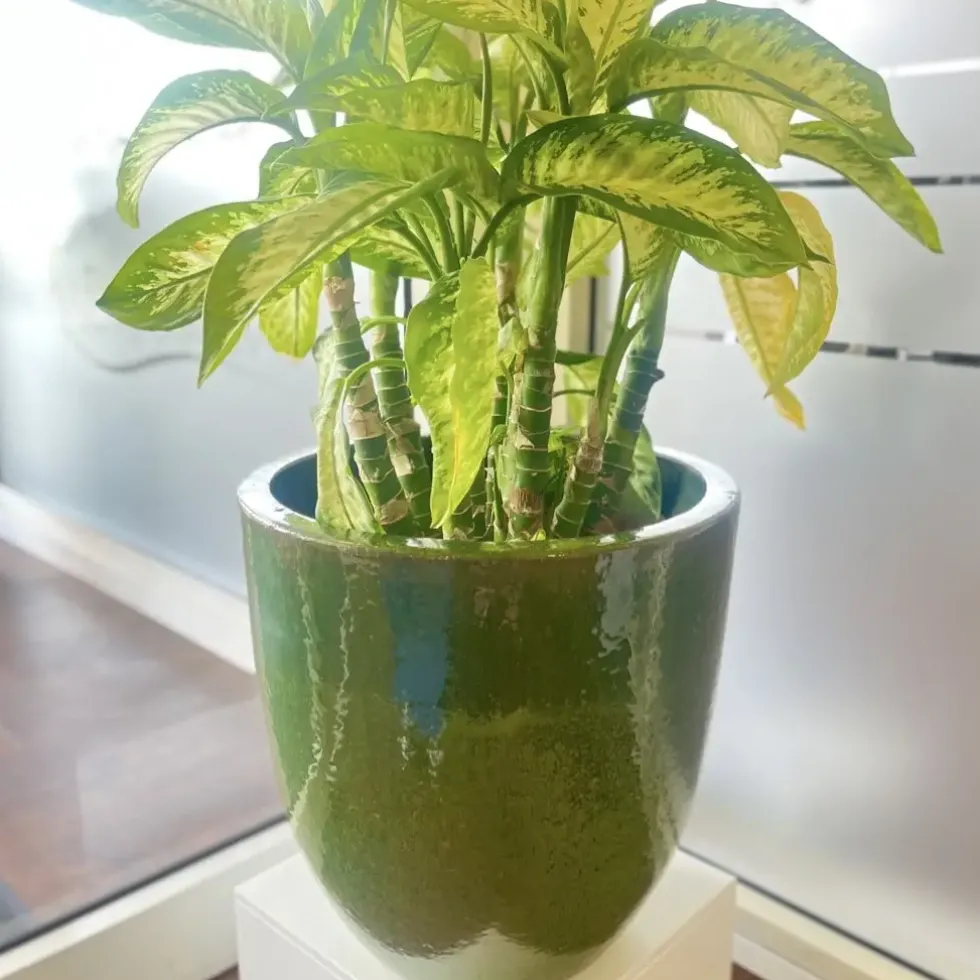 Pflanzkübel Keramik grün H 22 cm
